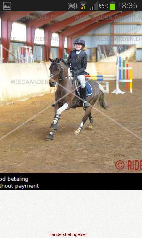 Pinto Spirit billede 12