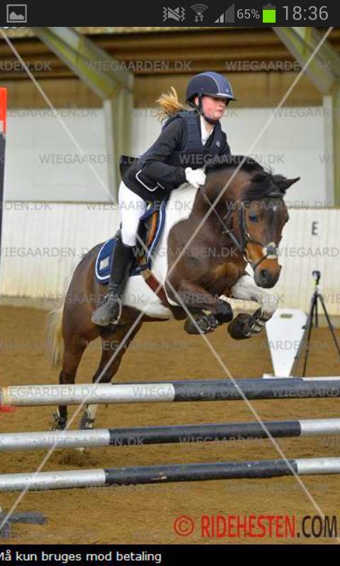 Pinto Spirit billede 1