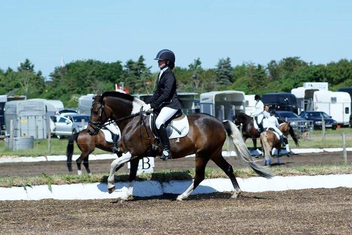 Pinto Spirit - verdens dejligste spirit<3 LB 2 i løgstør<3 billede 6