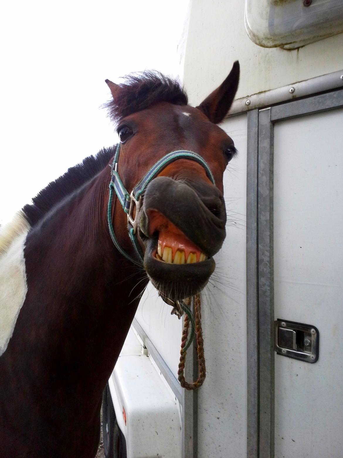 Pinto Spirit billede 4