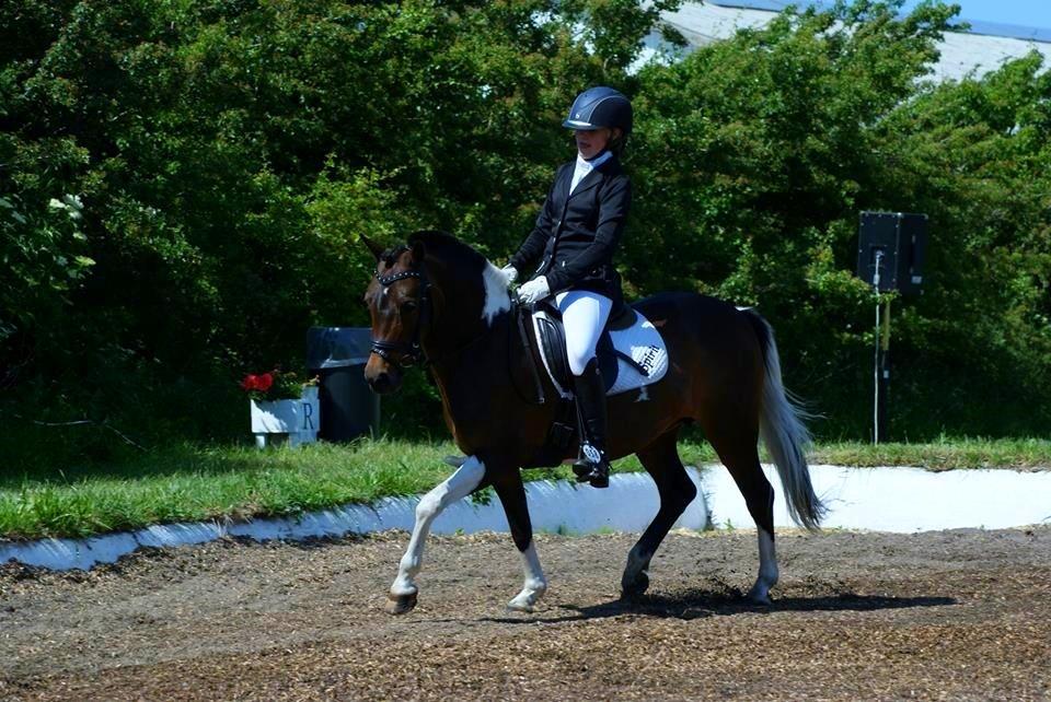 Pinto Spirit - LB 2 I Løgstør<3 billede 7