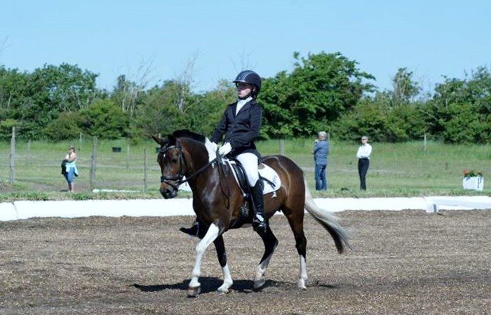 Pinto Spirit - den der lille lækre 3. pony;) billede 8