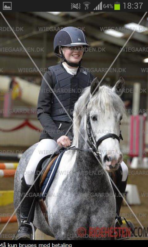 Pinto Vindbjergs Starlight - min lille tøz<3 hun ligner altså lidt en hingst:D billede 1