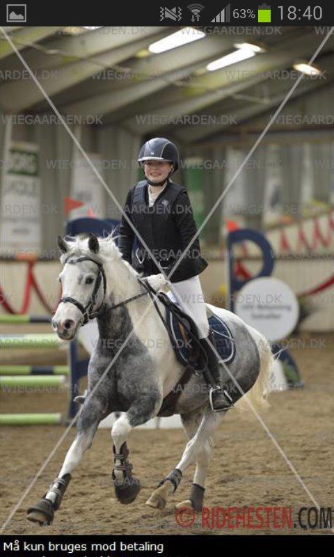 Pinto Vindbjergs Starlight billede 2