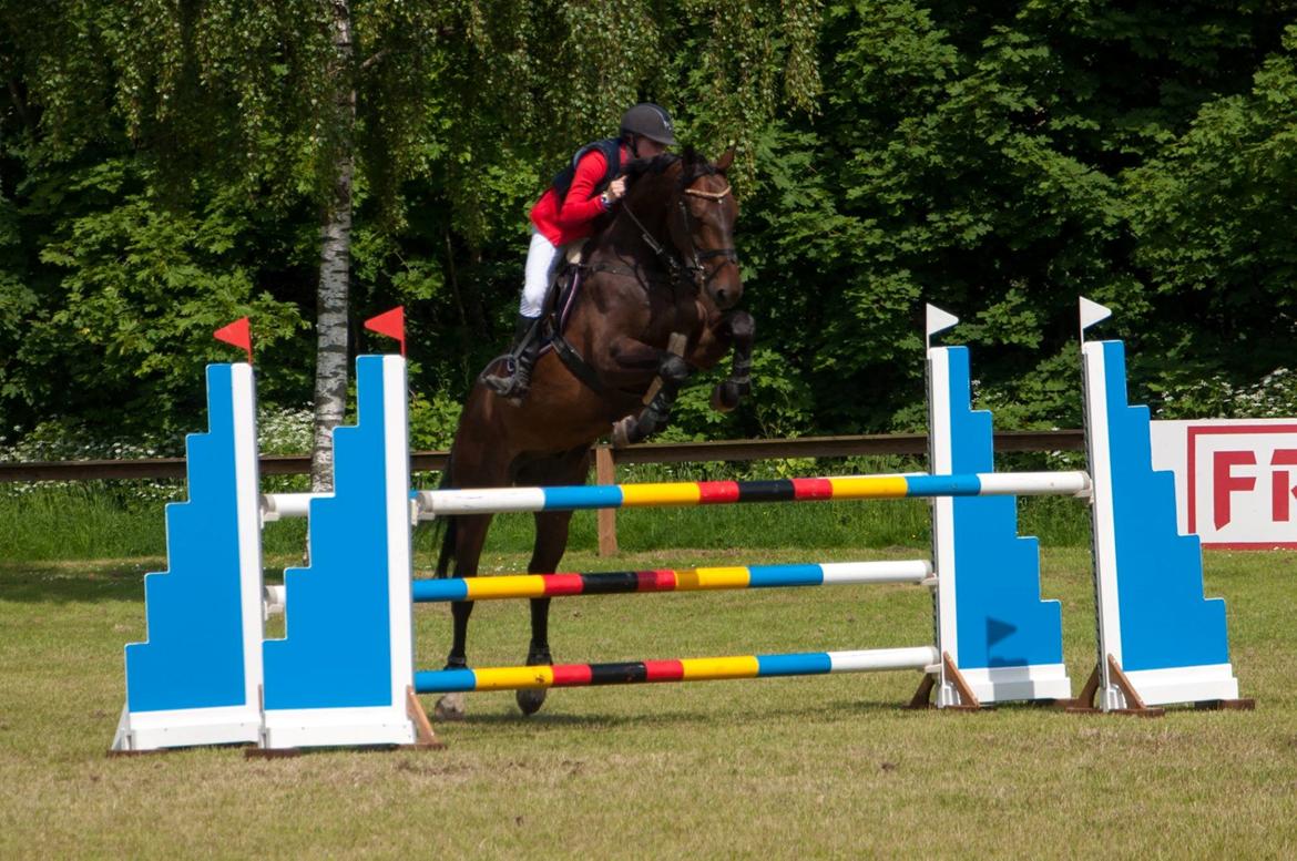 Dansk Varmblod | Guinness Damgård - Første LA sammen :) Foto: Ida billede 16