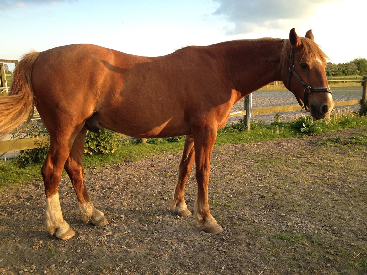 Frederiksborg Laban billede 2