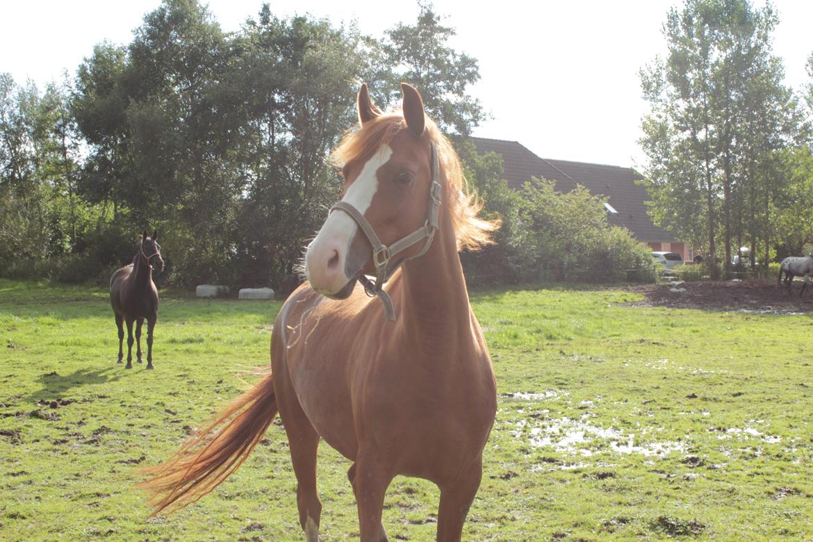 Anden særlig race Millinia billede 8