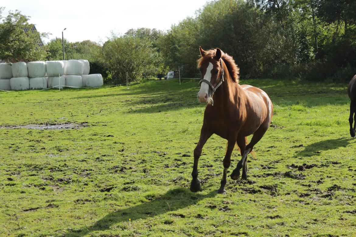 Anden særlig race Millinia billede 9