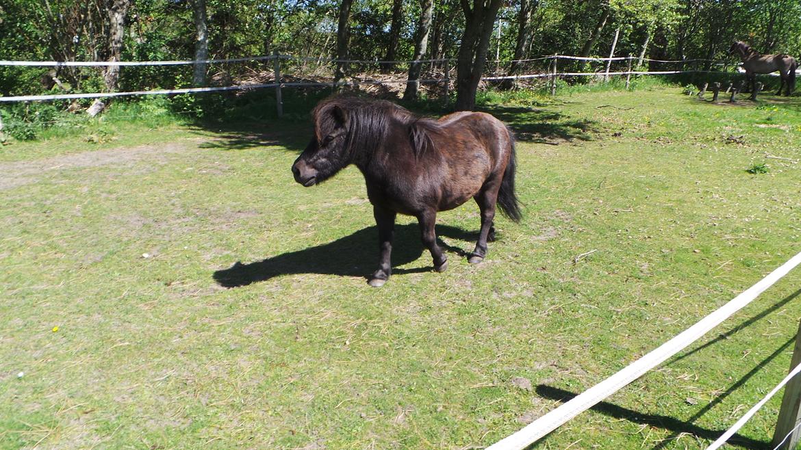 Shetlænder Bandit - "ser jeg ik farlig ud når jeg sådan puster mig op ?" billede 2