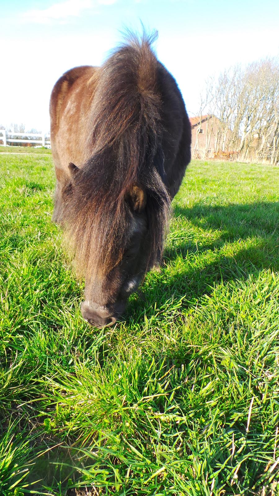 Shetlænder Bandit - Bandit nyder det dejlige grønne grøs <3 billede 3