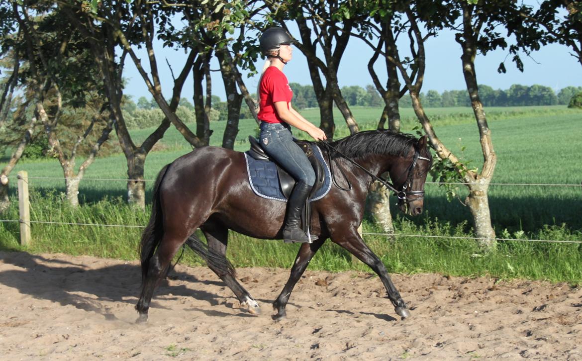 DSP Bakkegaarden's Mrs Magic - Juni 2014 billede 11