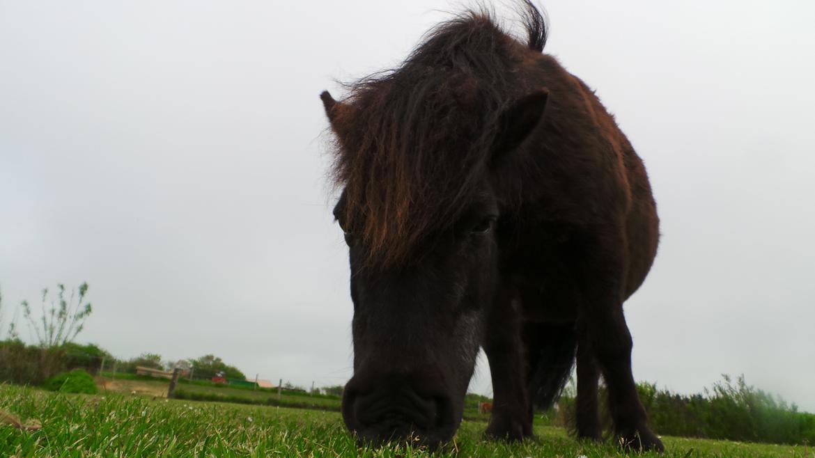Shetlænder Bandit - lige et close-up af min lille soul-mate <3 billede 4