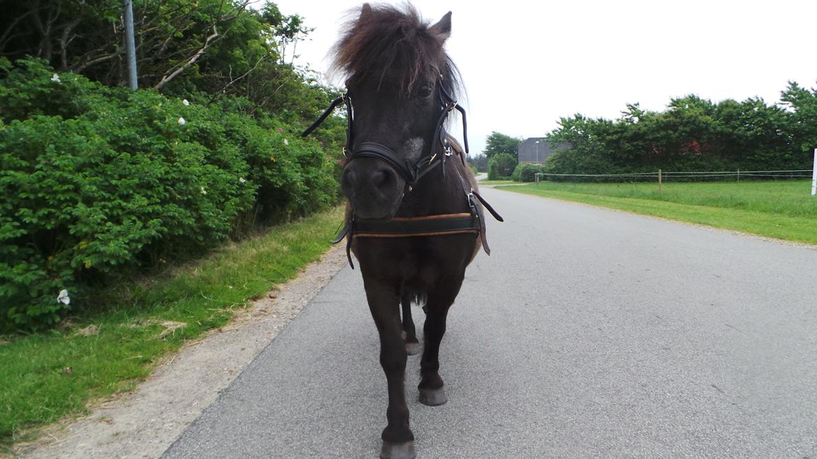 Shetlænder Bandit - Bandit på en af hans mange ture med vogn billede 5