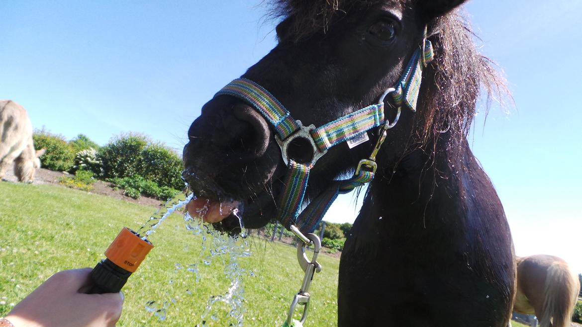 Shetlænder Bandit - Bandit drikker gerne direkte af slangen som en hund :3 billede 6
