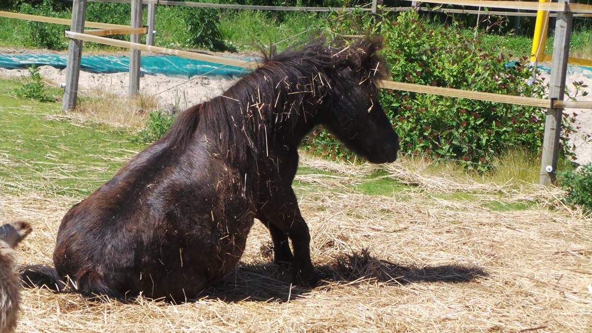 Shetlænder Bandit - "Jeg elsker bare at trille mig lige efter mor har vasket mig !" billede 7