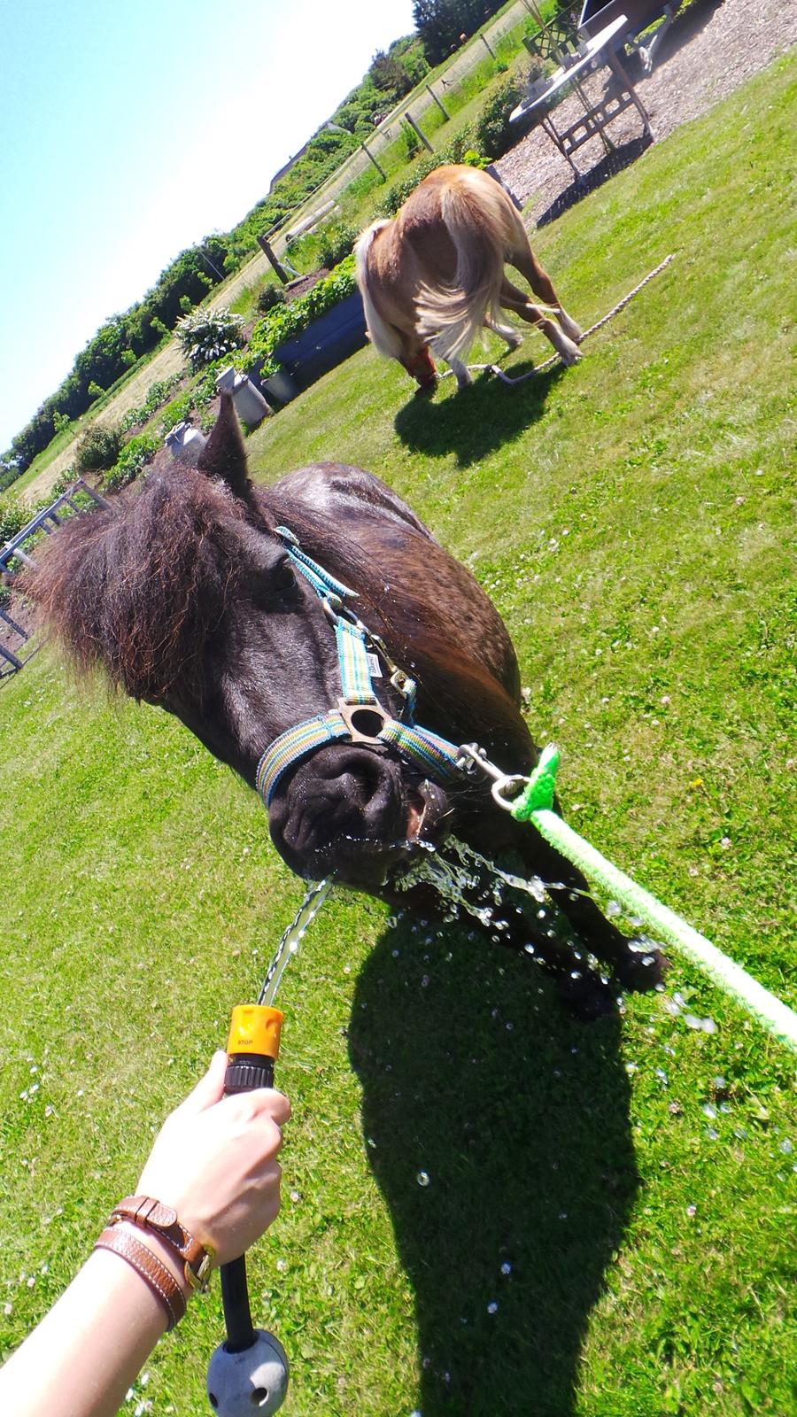 Shetlænder Bandit - "mmmmmhhhh vand :P " billede 8