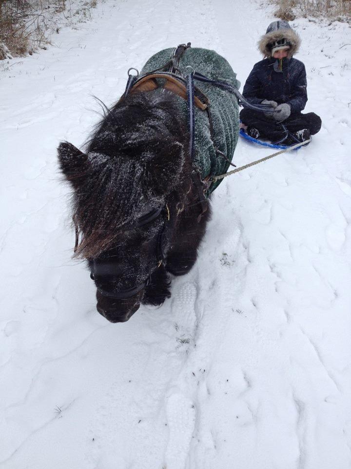 Shetlænder Bandit - 3 gang med seletøj på fik han kælk efter sig :P  billede 11