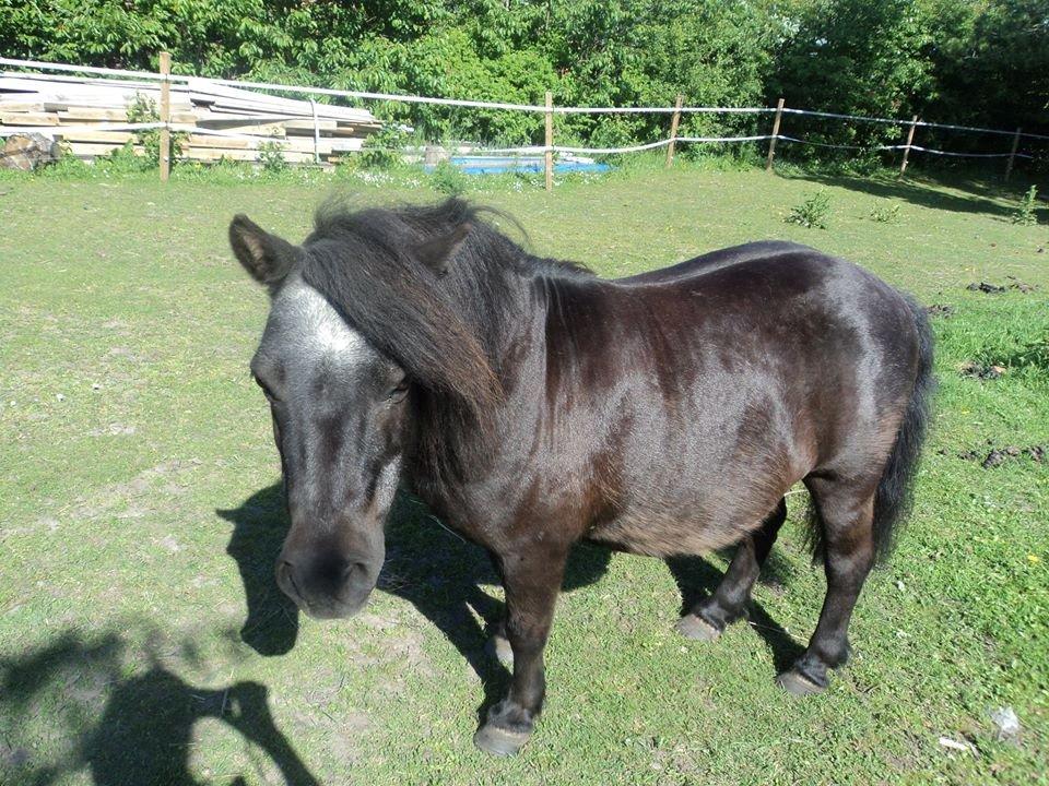 Shetlænder Bandit - Så flot(og fed) er en sommer pony <3 billede 12