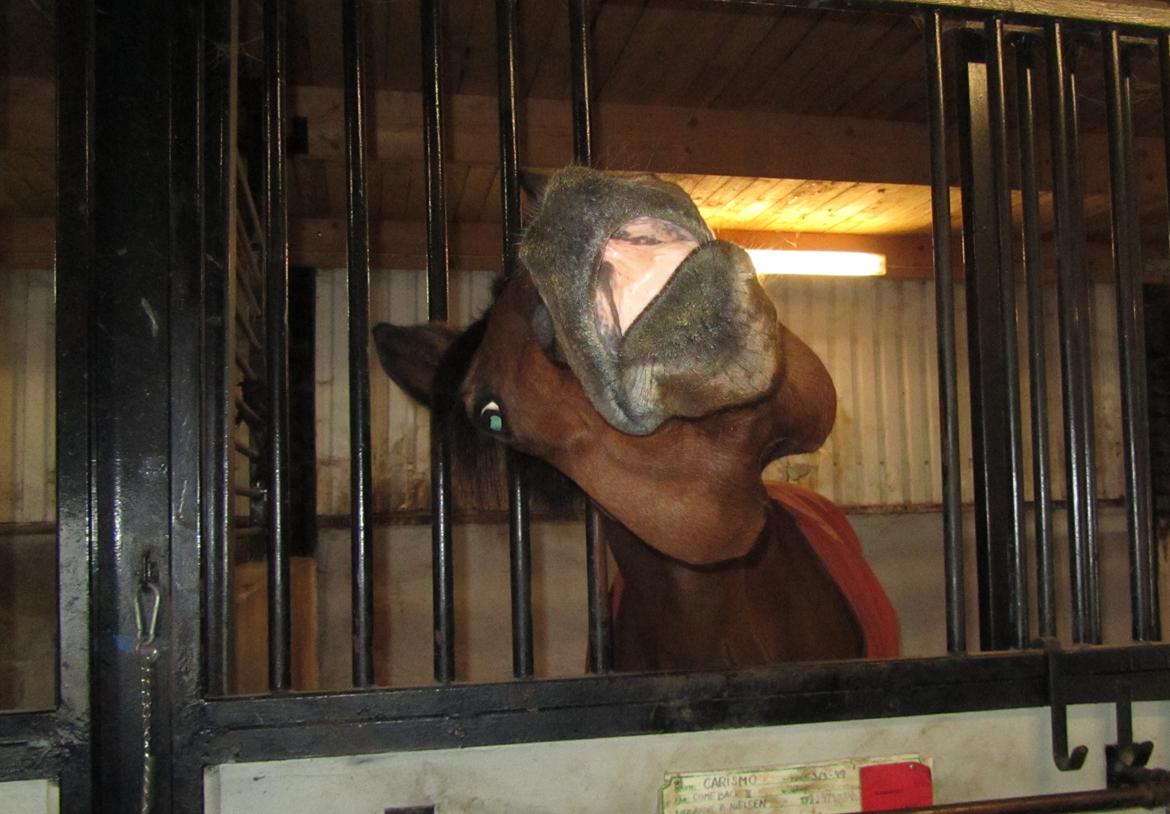 Dansk Varmblod Carismo - Smiiiiil :D på komando billede 9