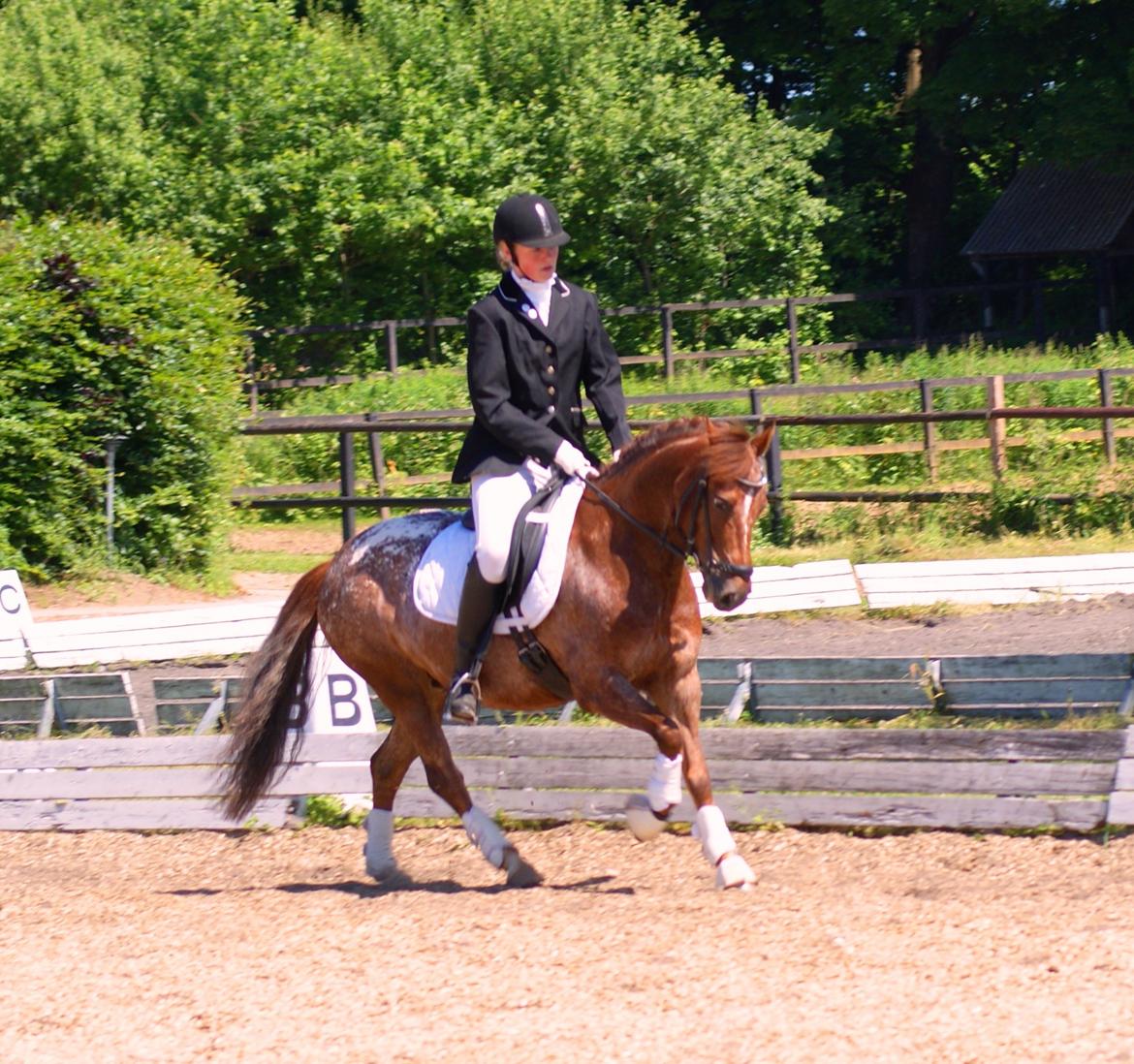 Anden særlig race Himalaya billede 9
