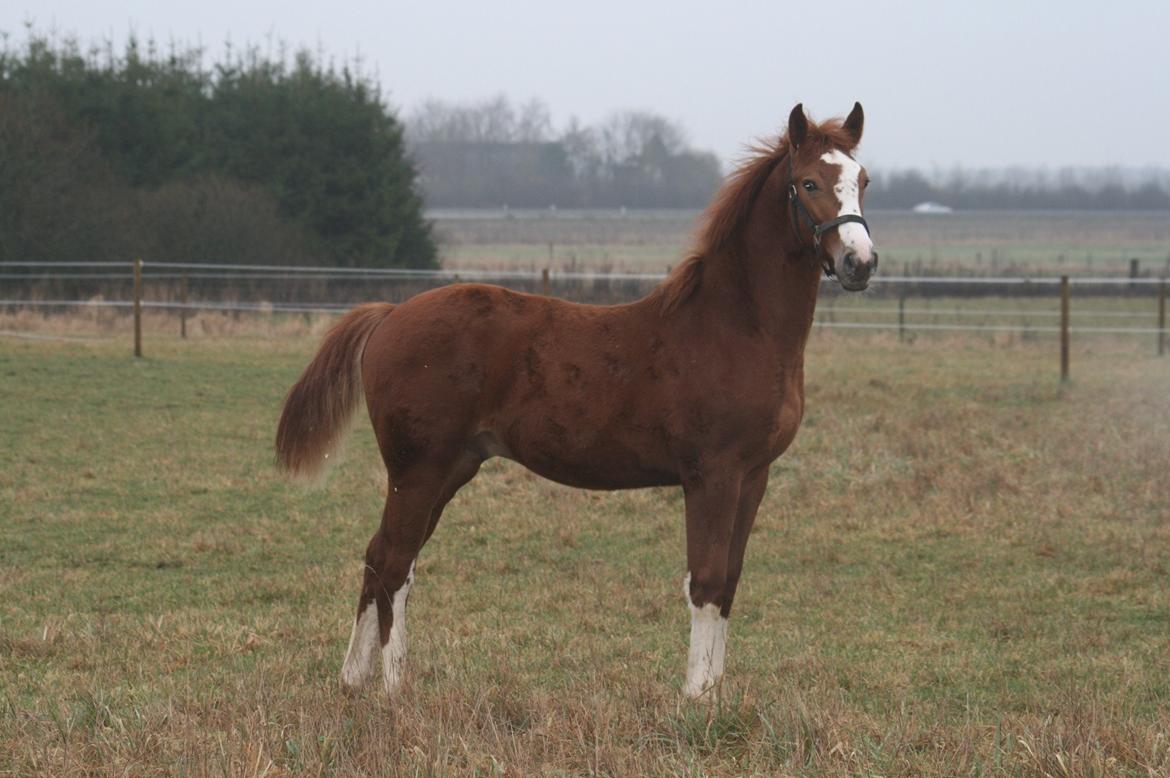 Dansk Varmblod Sartors Tiamo billede 22