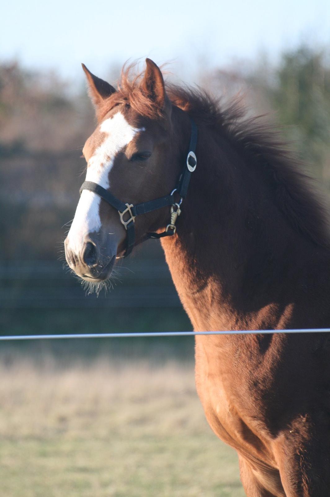 Dansk Varmblod Sartors Tiamo billede 24