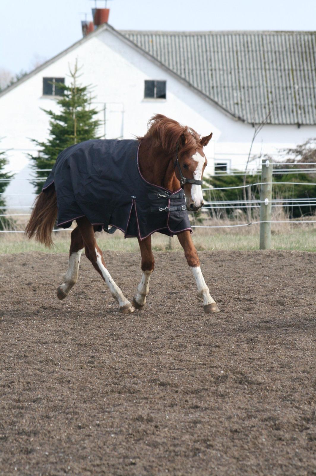 Dansk Varmblod Sartors Tiamo billede 25