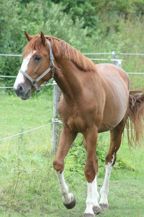 Dansk Varmblod Sartors Tiamo billede 26