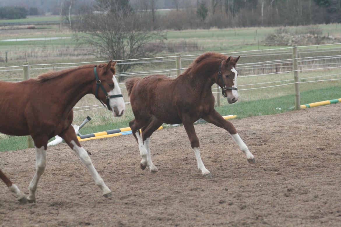 Dansk Varmblod Sartors Tiamo billede 27