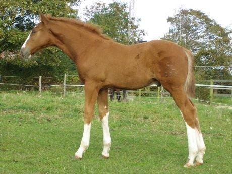 Dansk Varmblod Sartors Tiamo billede 29