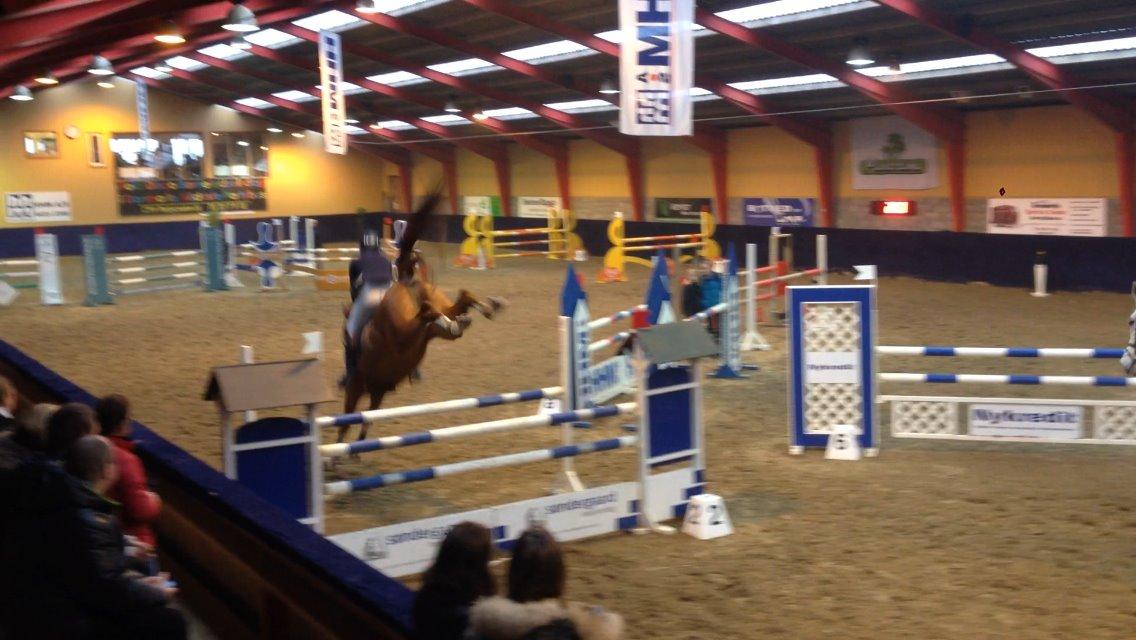 Dansk Varmblod Sartors Tiamo billede 30