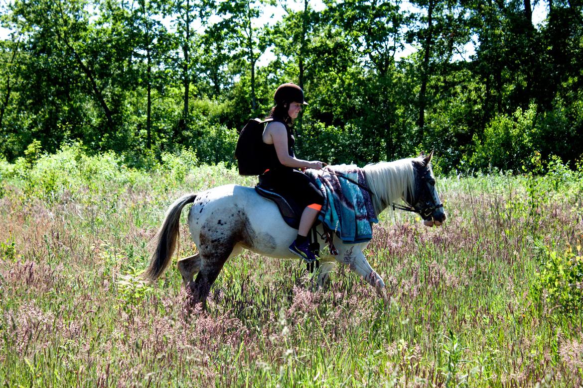 Anden særlig race Selina - På skovtur som pakæslet! ;-) Med Sommersby, Twist, æbler, vand og gulerødder i rygsækken ;-) 09/06-2014. billede 12