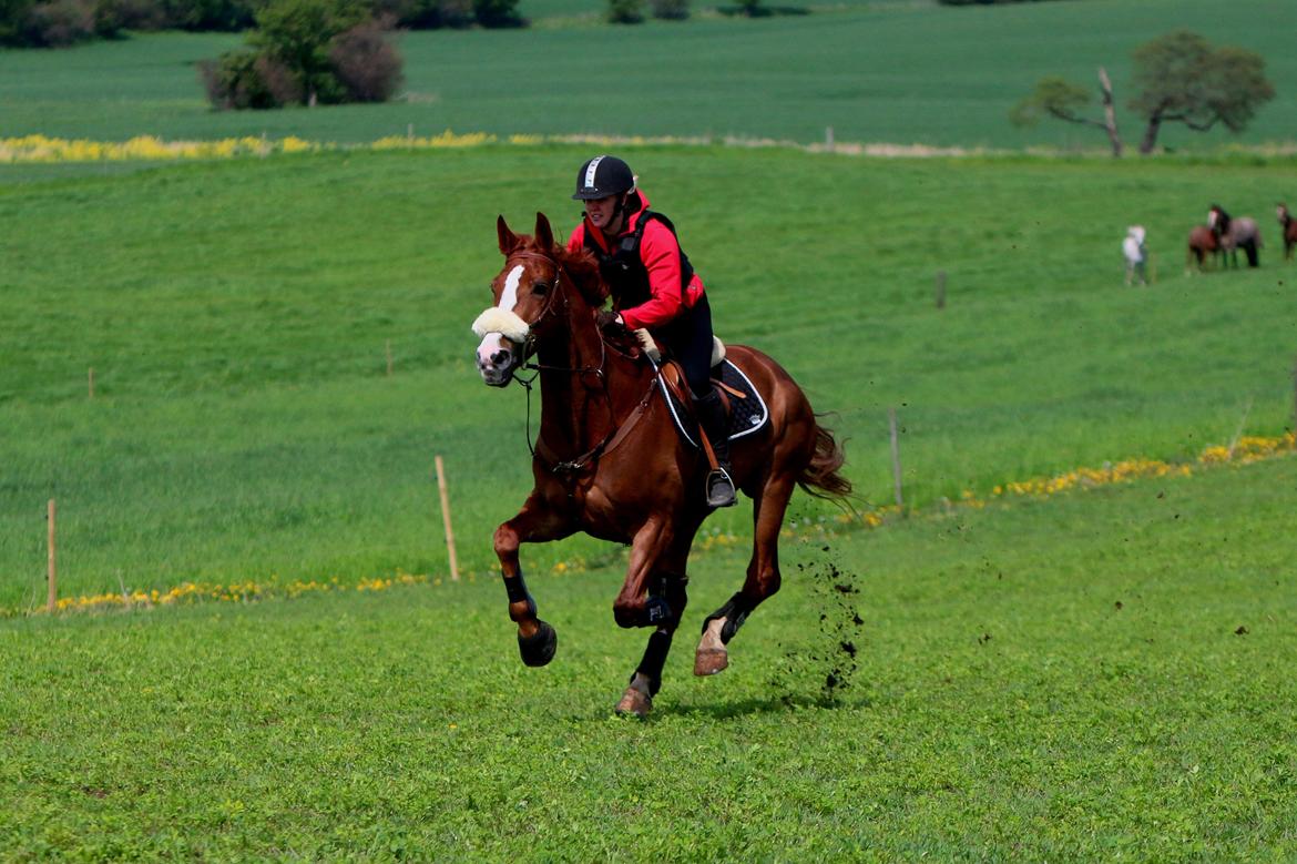 Hollandsk Varmblod Zirmatine - 10.5.2014 Vores første jagt! Opløb efter 90cm jagt i Syddjurs rideklub, vi gennemførte jagten og vandt opløbet :) Foto: Jessica Freiesleben billede 13