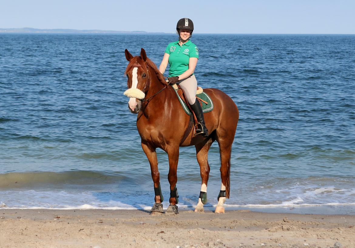 Hollandsk Varmblod Zirmatine - 27.4.2014 Strandtur efter flytning til Hørret, denne gang til Moesgaard udenfor Aarhus, skønt vejr vi havde! Foto: Jessica Freiesleben billede 12