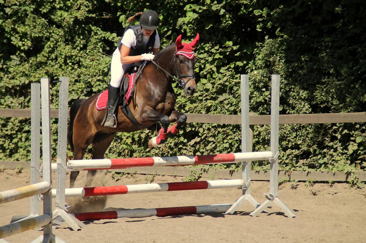 New Forest Elmholts Furore  - Min stjerne! 2.plads i i lc <3 Foto: Simone Ø billede 9