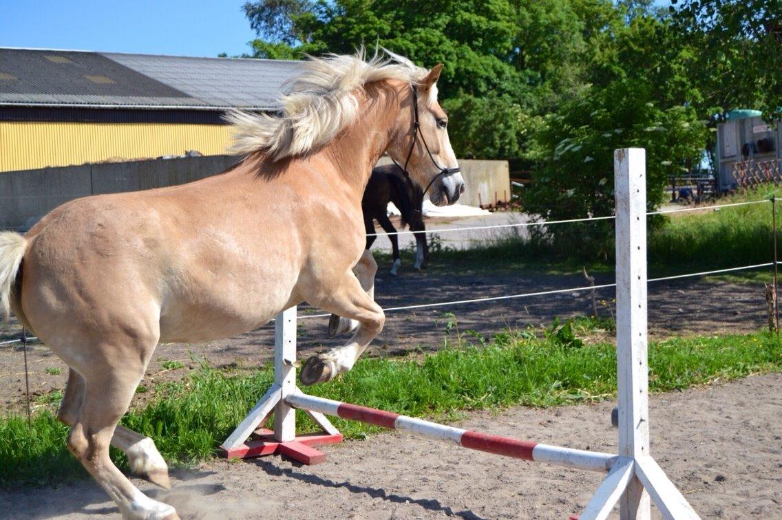 Haflinger Pegas Solgt billede 19