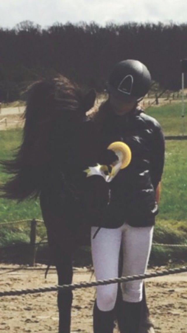 Islænder Hrafntinna fra Langtved billede 15