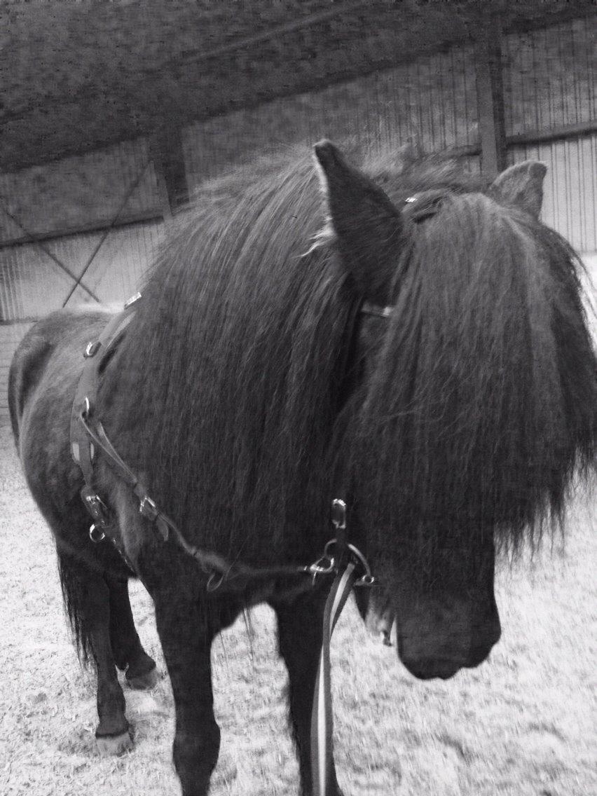 Islænder Hrafntinna fra Langtved billede 16