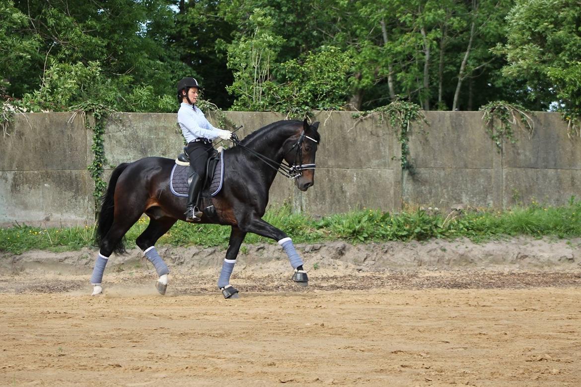 Oldenborg Højvangs Turbo billede 11