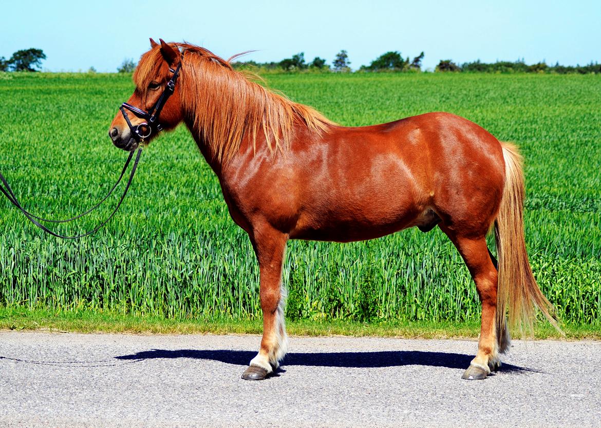 Islænder Fafnir fra Højbo - Sommeren 2014 billede 8