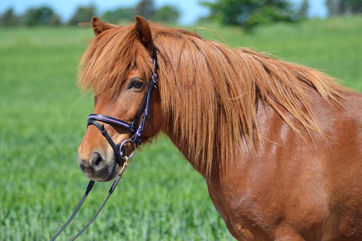 Islænder Fafnir fra Højbo - Sommeren 2014 billede 10