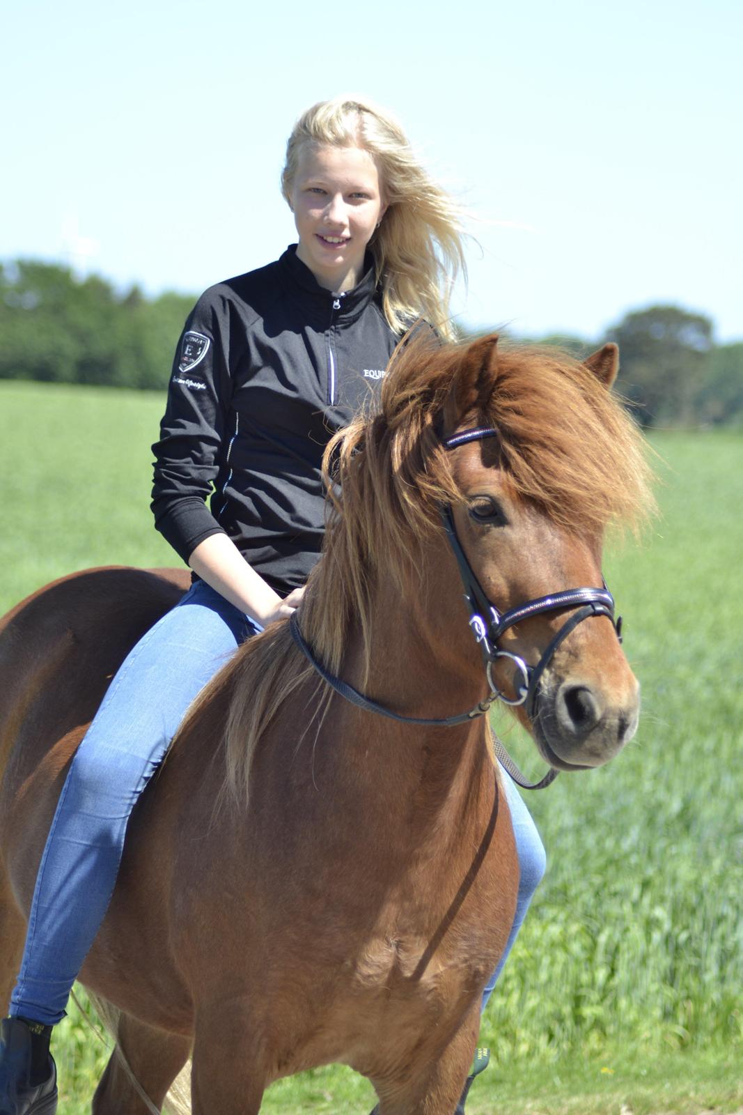Islænder Fafnir fra Højbo - Sommeren 2014 billede 9