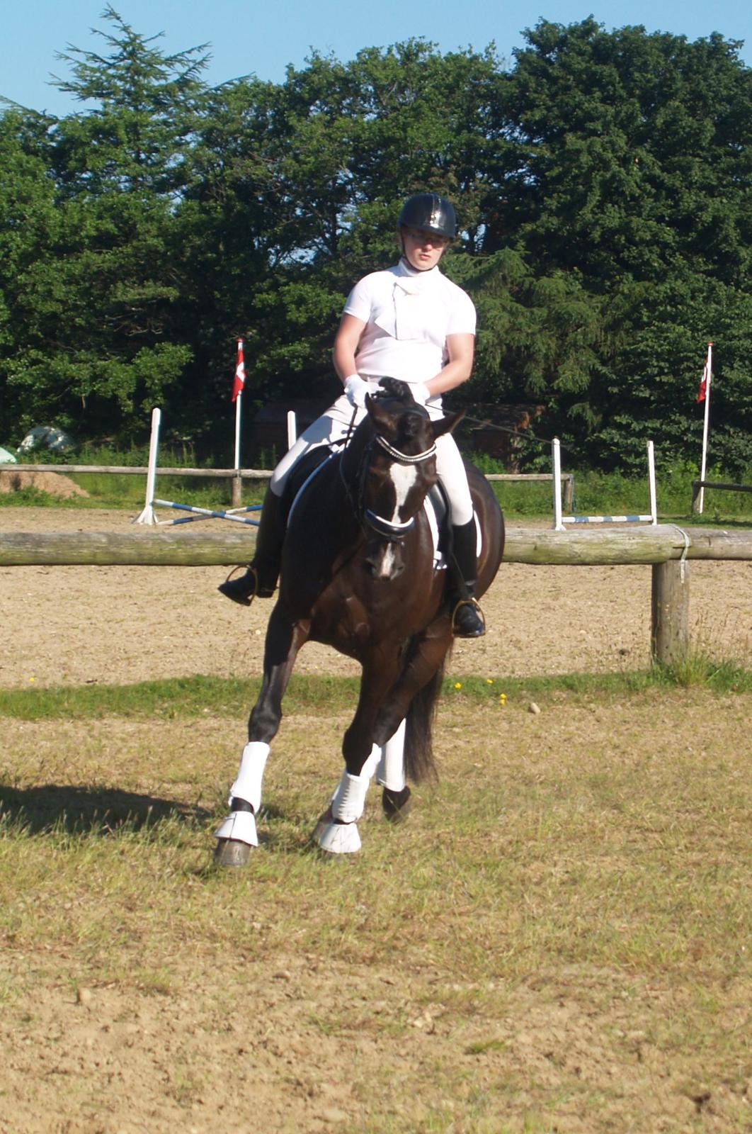 Dansk Varmblod Grøntoft's Ladakh billede 6