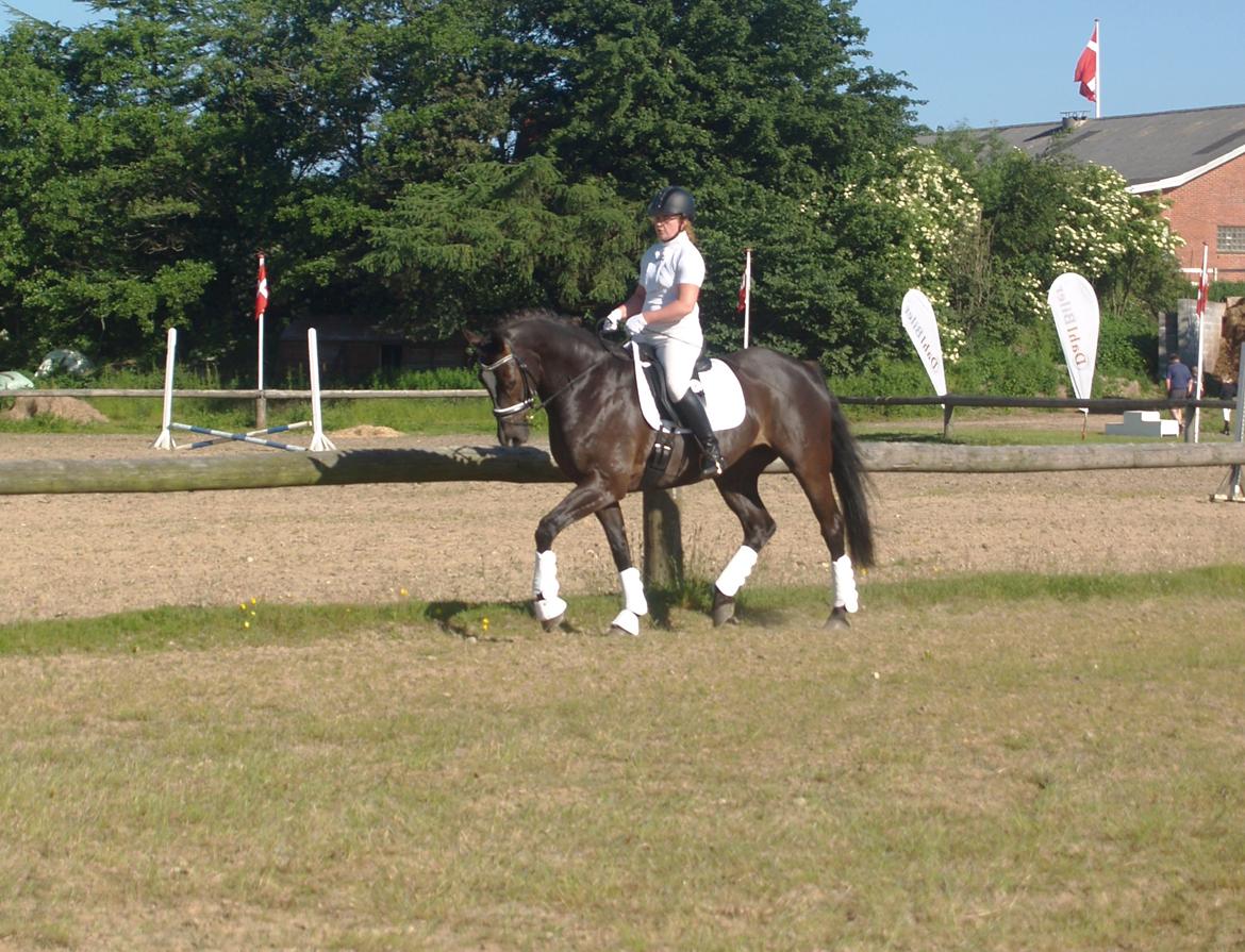 Dansk Varmblod Grøntoft's Ladakh billede 4