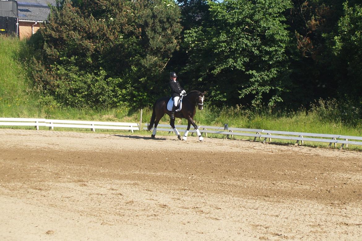 Dansk Varmblod Grøntoft's Ladakh billede 8