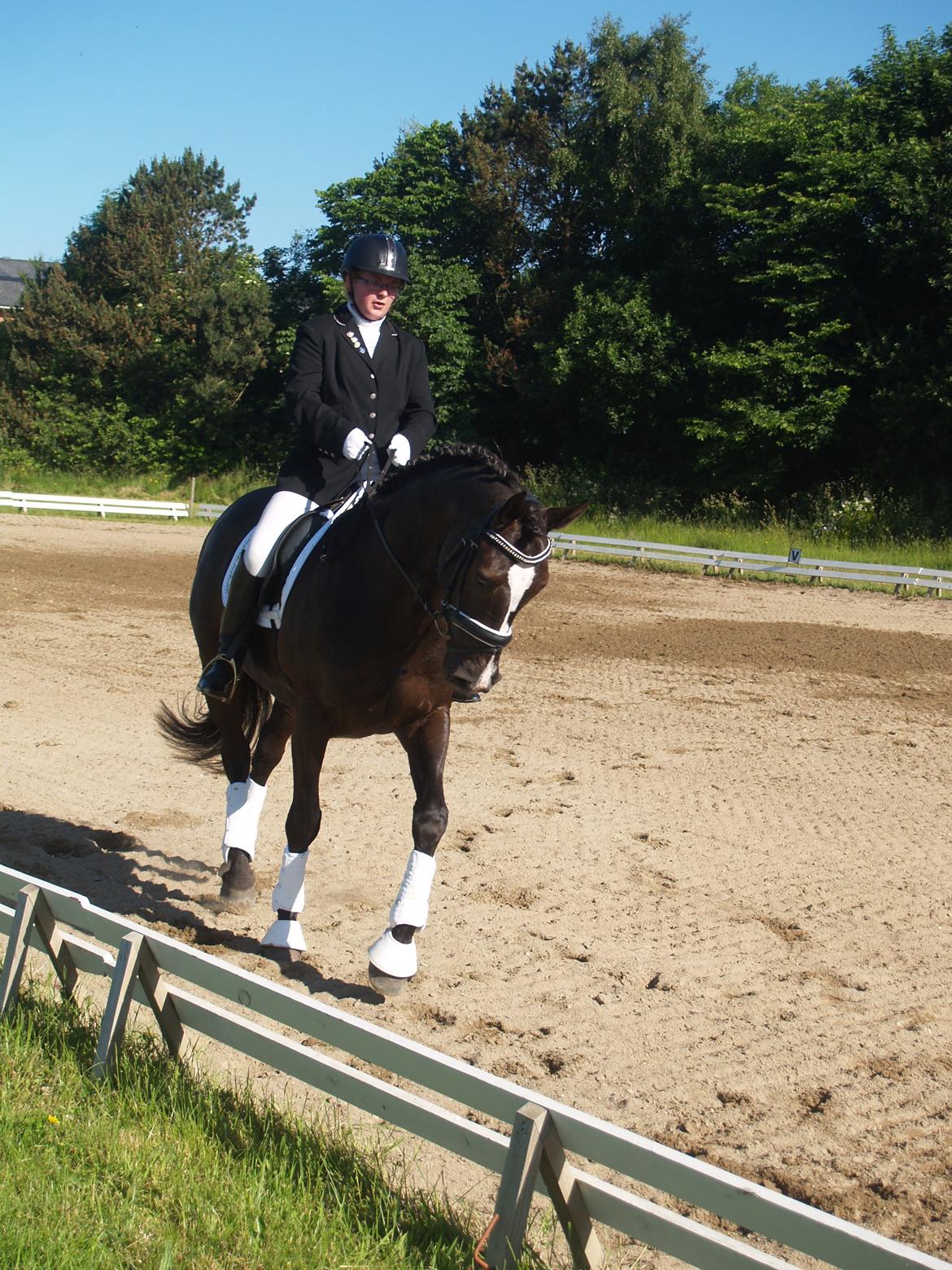 Dansk Varmblod Grøntoft's Ladakh billede 9