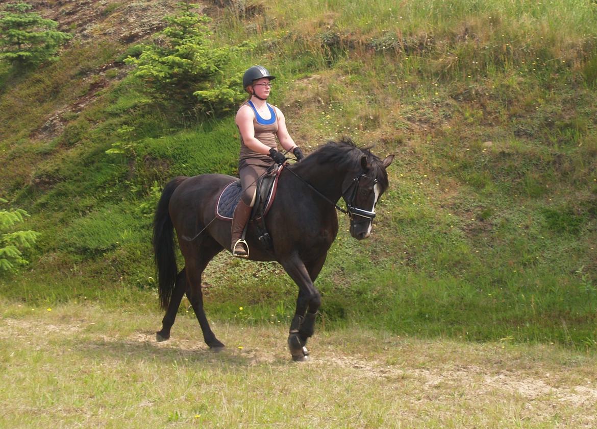 Dansk Varmblod Grøntoft's Ladakh billede 10