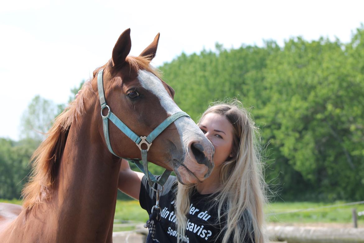 Sportsaraber (A) Ryttergårdens Shakie (Solgt) billede 7