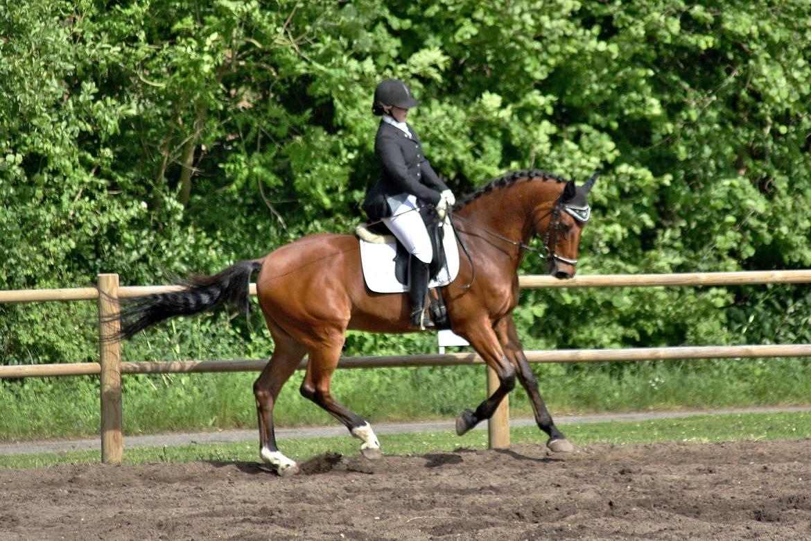 Dansk Varmblod Carismo billede 12