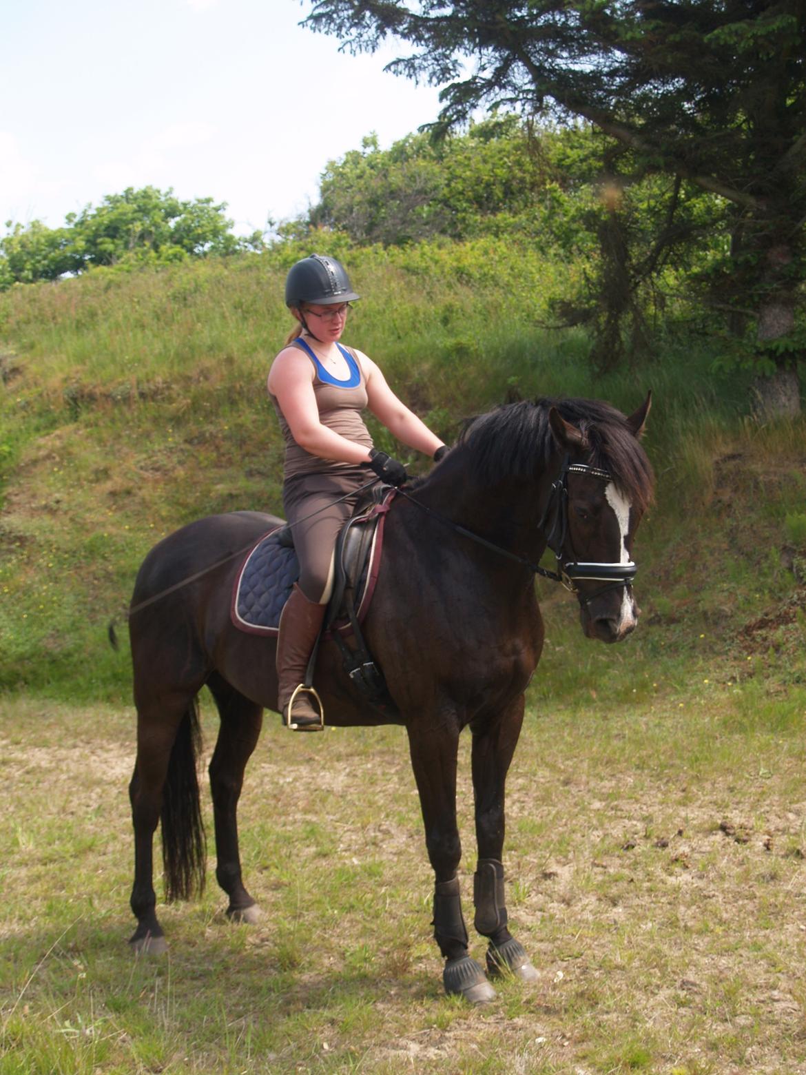 Dansk Varmblod Grøntoft's Ladakh billede 11